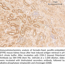 COX-2 (mouse) Polyclonal Antibody (aa 584-598