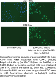 COX-2 (mouse) Polyclonal Antibody (aa 584-598)