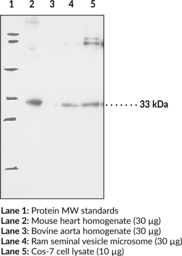 Prostaglandin E Synthase-2 (microsomal) Polyclonal Antibody (Membrane-Associated PGES-2, mPGES-2, mPGE Synthase-2, Prostaglandin H/E Isomerase-2)