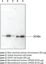 Prostaglandin E Synthase (cytosolic) Polyclonal Antibody (p23, cPGE Synthase, cPGES, Hsp90 Co-chaperone, Teolomerate-binding protein p23)
