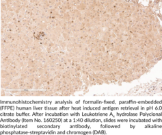 Leukotriene A4 Hydrolase Polyclonal Antibody