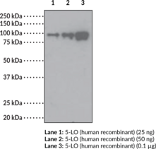 5-Lipoxygenase Polyclonal Antibody