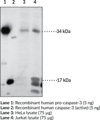 Caspase-3 (human) Polyclonal Antibody (Apopain, CASP3, Cysteine Protease CPP32, Protein Yama, SCA-1, SREBP Cleavage Activity 1)