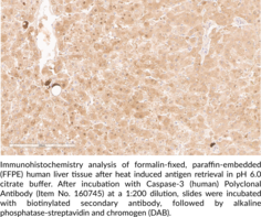 Caspase-3 (human) Polyclonal Antibody