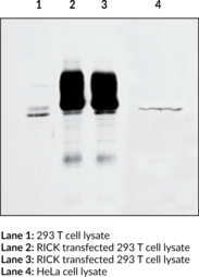 RICK Polyclonal Antibody (CARDIAK, Rip2, Ripk2)