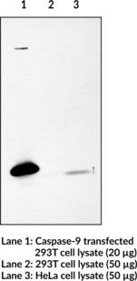 Caspase-9 Polyclonal Antibody (Apaf-3, ICE-LAP6, MCH6)