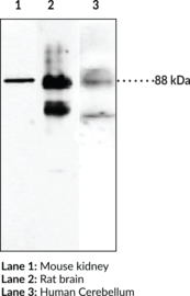 VE-Cadherin/CD144 Polyclonal Antibody