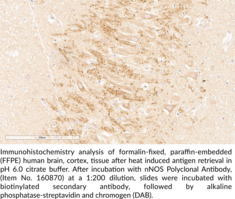 nNOS Polyclonal Antibody