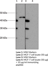 FFAR3 (GPR41) (Internal) Polyclonal Antibody (Free Fatty Acid Receptor 3, G Protein-Coupled Receptor 41)