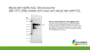 Mouse Anti-6HIS IgG:Unconjugated