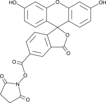 5-CFSE (5-Carboxyfluorescein NHS ester, 5-Carboxyfluorescein-N-hydroxysuccinimide ester, 5-Carboxyfluorescein N-Succinimidyl ester, 5-FAM SE, 5-FAM N-succinimidyl ester, CAS Number: 92557-80-7)