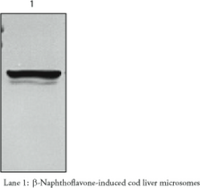 CYP1A (cod) Monoclonal Antibody (NP-7) (C02406101, Cytochrome P450 1A (Cod))