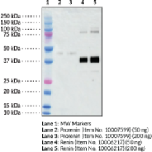Goat Anti-Renin (human) Polyclonal Antibody (Angiotensinogenase)