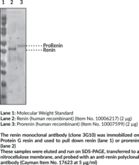 Renin Monoclonal Antibody (Clone 3G10) (Angiotensinogenase)