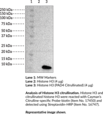 Histone H3 (human, recombinant; PAD4 citrullinated)