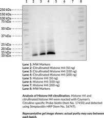 Citrullinated Histone H4 (human, recombinant)
