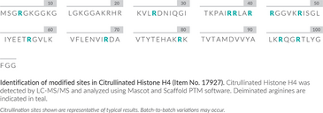 Citrullinated Histone H4 (human, recombinant)