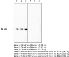 Histone H3 (Citrullinated R2 + R8 + R17) Monoclonal Antibody (Clone 11D3)
