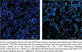Histone H3 (Citrullinated R2 + R8 + R17) Monoclonal Antibody (Clone 11D3)