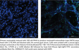 Histone H3 (Citrullinated R2 + R8 + R17) Monoclonal Antibody (Clone 11D3)
