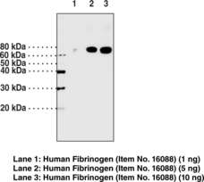 Fibrinogen (α chain) Polyclonal Antibody (FGA)