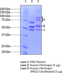 Human Fibrinogen (PAD2 Citrullinated)
