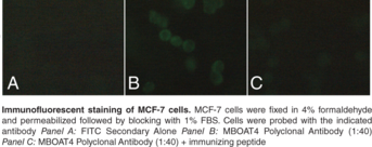 MBOAT4 Polyclonal Antibody (Ghrelin O-Acyltransferase, GOAT, Membrane-bound O-Acyltransferase Domain-containing Protein 4)