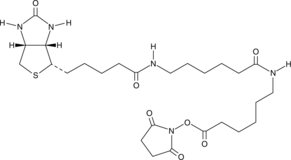 Biotin-LC-LC-NHS (Biotinamidohexanoyl-6-aminohexanoic Acid N-hydroxysuccinimide ester​, CAS Number: 89889-52-1)