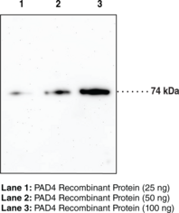 PAD4 Monoclonal Antibody (Clone 6D8) (HL-60 PAD, PADI4, Peptidylarginine Deiminase IV, Protein-arginine Deiminase Type-4)