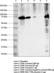 COX-2 Monoclonal Antibody (Clone 12C10) (Cyclooxygenase-2, PGHS-2, Prostaglandin H Synthase 2)