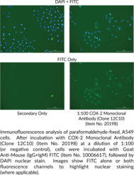 COX-2 Monoclonal Antibody (Clone 12C10)