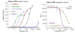 Mouse Farnesoid X Receptor Reporter Assay System (FXR, NR1H4)