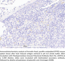 Myeloperoxidase (mouse) Polyclonal Antibody