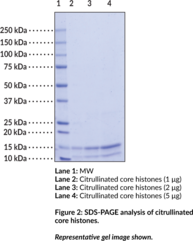 Citrullinated Core Histones (bovine)