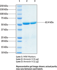 Annexin V (human, recombinant) (Anchorin CII, Annexin A5, Calphobindin I, Endonexin II​, Lipocortin V, PP4)
