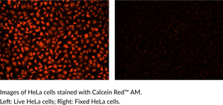 maiページ Calcein Red™ AM (Calcein Red™ Acetoxymethyl ester) | Cayman Chemical