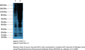 Phosphothreonine Monoclonal Antibody (Clone RM102)
