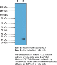 Histone H3K27Me3 Monoclonal Antibody (Clone RM175)
