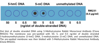 5-Methylcytosine Rabbit Monoclonal Antibody (Clone RM231)