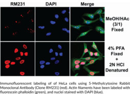 5-Methylcytosine Rabbit Monoclonal Antibody (Clone RM231)
