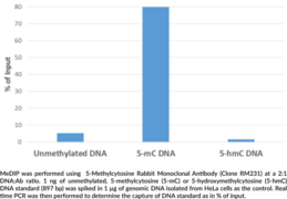 5-Methylcytosine Rabbit Monoclonal Antibody (Clone RM231)