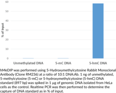 5-Hydroxymethylcytosine Rabbit Monoclonal Antibody (Clone RM236)