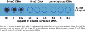 5-Hydroxymethylcytosine Rabbit Monoclonal Antibody (Clone RM236)