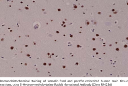 5-Hydroxymethylcytosine Rabbit Monoclonal Antibody (Clone RM236)