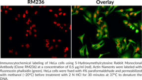 5-Hydroxymethylcytosine Rabbit Monoclonal Antibody (Clone RM236)