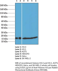 Anti-Histone H3 pan Rabbit Monoclonal Antibody (Clone RM188)