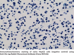 Anti-His-tag Rabbit Monoclonal Antibody (Clone RM146)