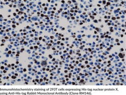 Anti-His-tag Rabbit Monoclonal Antibody (Clone RM146)