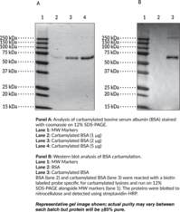 Carbamylated Bovine Serum Albumin (Ca-BSA, Carbamylated BSA)