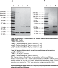 Carbamylated Core Histones (bovine) (Ca-Core Histones (bovine))